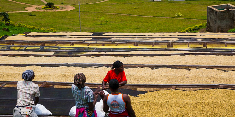 Kinunu coffee farm tours